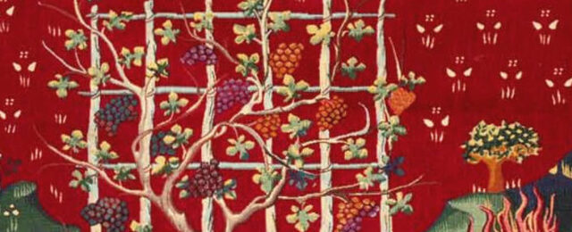 Finished Grapes Harvest